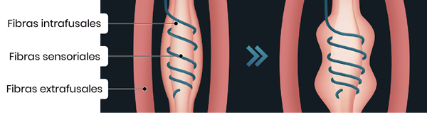 36,000 contracciones durante 30 min.